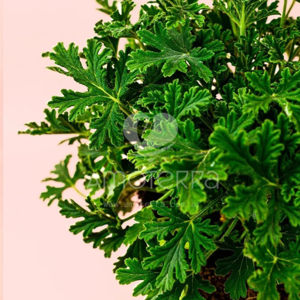 Imagen de CITRONELLA 1LTS