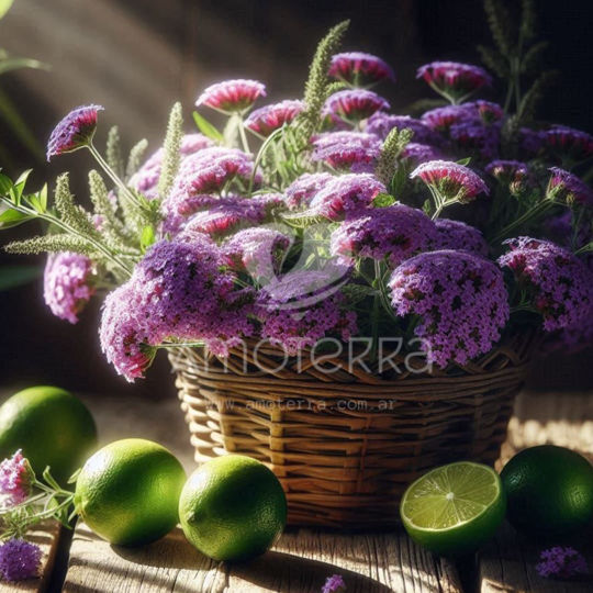 Imagen de ESENCIA PROPOSITO VELAS - VERBENA Y LIMA