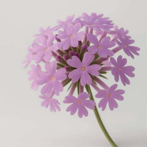 Imagen de VERBENIS 100GRS