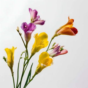 Imagen de FRESIAS 100 GRS