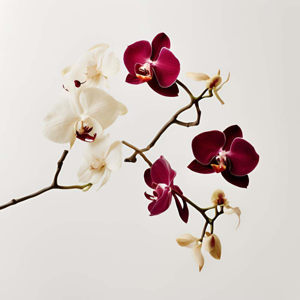 Imagen de MADAGASCAR 500 GRS