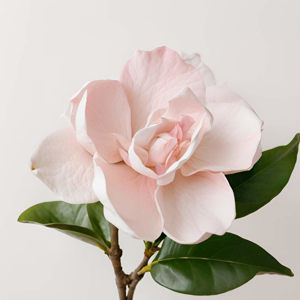 Imagen de GARDENIA 500GRS