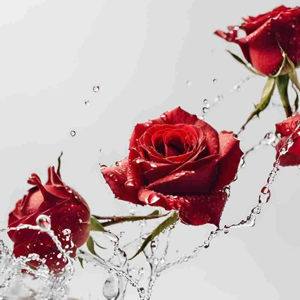 Imagen de RED ROSES - 100 GRS