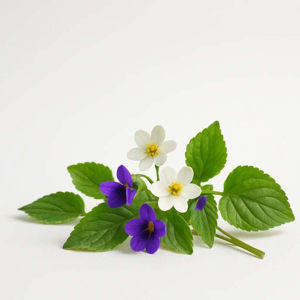 Imagen de CANTON - 100 GRS