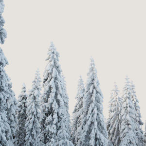 Imagen de HELENA 250 GRS