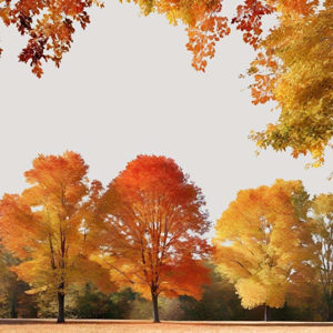 Imagen de TARDE DE OTONO - 100 GRS