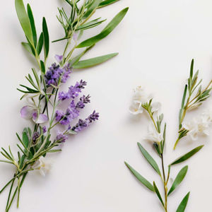 Imagen de PROVENZA 250 GRS