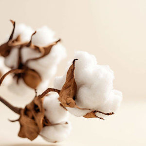 Imagen de COTTON 250 GRS