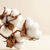 Imagen de COTTON 250 GRS