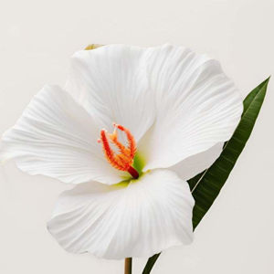 Imagen de HAWAIAN 100 GRS