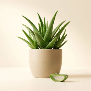 Imagen de ALOE 100 GRS
