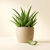 Imagen de ALOE 100 GRS